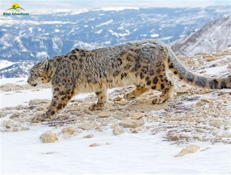 Snow Leopard Trek Ladakh Bikat Adventures