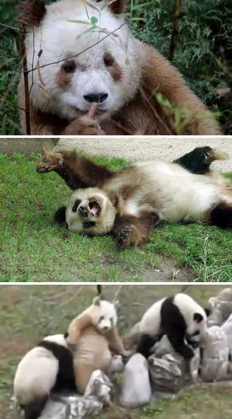 Rare Brown Pandas Warm A Black And White World Webecoist Brown Panda