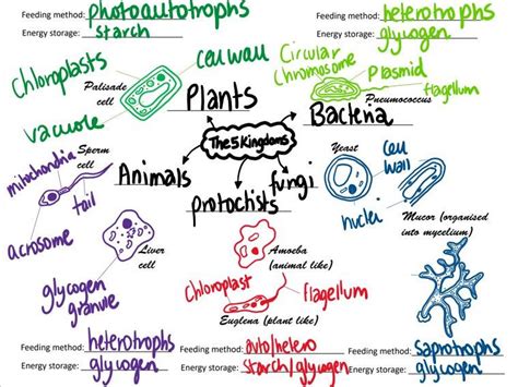 A Level Biology 5 Kingdoms Lesson Activities Teaching
