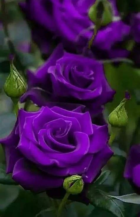 Flowers are the most beautiful creation of god. Pin by frankie forester on ALL THINGS PURPLE in 2020 ...