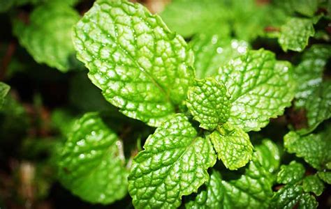 mint - Healthiculture