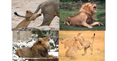 Lion Funny Pictures