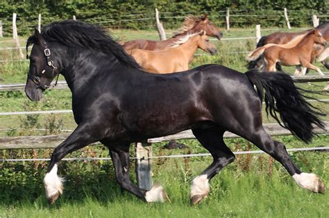 Welsh Cob Section D Stallion Fronarth Ceredig Pferde Fotografie
