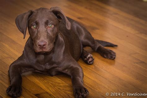 Pictures above are the remaining puppies! Chocolate Lab Puppy | Carolina, 4.5 months old. | Courtney ...