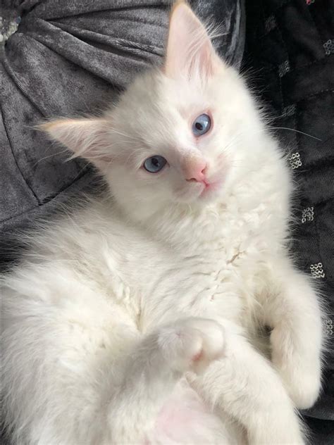 Flame Red Ragdoll Kitten Still Available In Dundee Gumtree