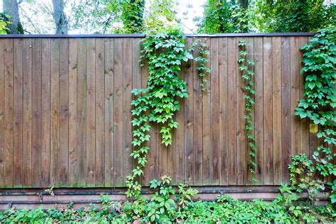 The Pros And Cons Of Fence Friendly Vines