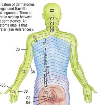 Dermatomes Myotomes Cervical And Upper Thoracic Flashcards Quizlet