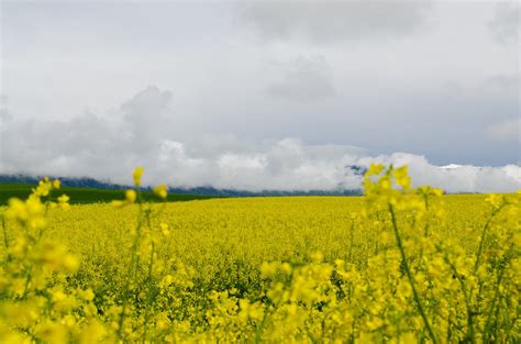 Best Time To See Mustard Fields In Bloom Switzerland 2022 Roveme