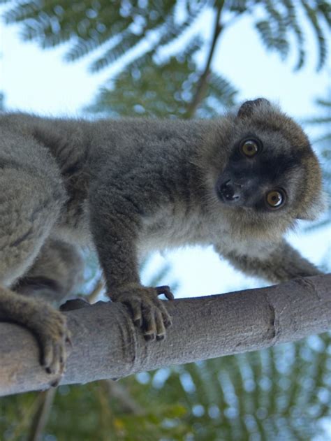 This Is The Weasel Sportive Lemur Also Called Greater Sportive Lemurs