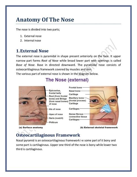 Nose Anatomy And Function