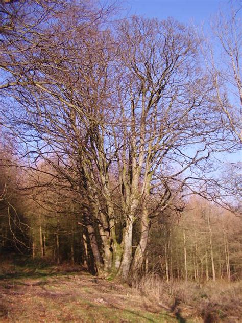 Coppiced Beech Tree © Graham Cole Cc By Sa20 Geograph Britain And