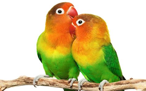 136 Parrot Hd Wallpapers Backgrounds Wallpaper Abyss Page 4