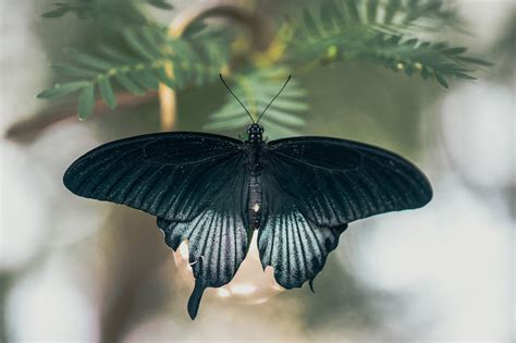 Browse Free Hd Images Of Matte Black Butterfly Spreading Its Wings