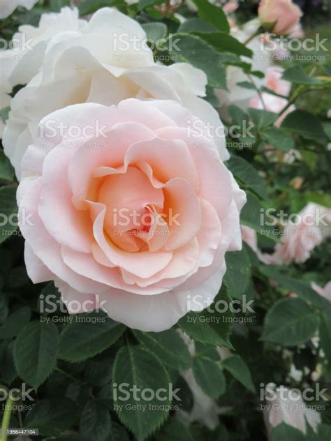 Bright White Peach Rose Pretty Lady Floribunda Cultivar June 2021 Stock