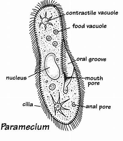 Biology Paramecium Phylum Diagram Protista Amoeba Science
