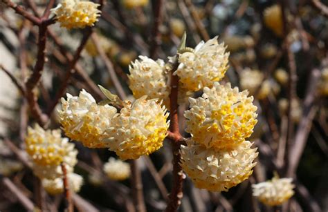 Yellow flowering bush early spring. 8 Cold-Climate Flowering Shrubs and Small Trees for Early ...