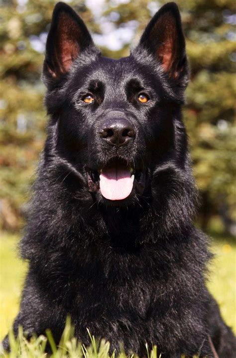 Black German Shepherd For Sale Near Me Petsidi