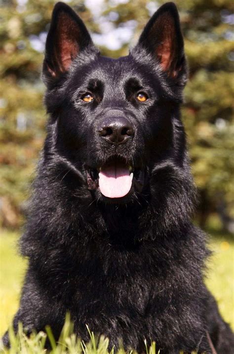 Contact us today to adopt an amazing german shepherd to be a working dog, service dog or family pet! Black German Shepherd For Sale Near Me | PETSIDI
