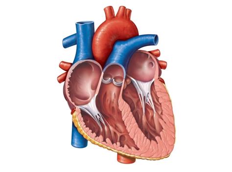 Human Heart Unlabeled Clipart Best