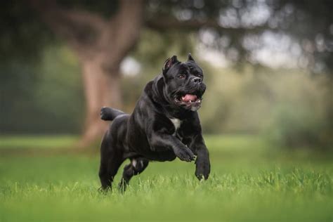 Cane Corso Dog Personality Traits And Facts Great Pet Care