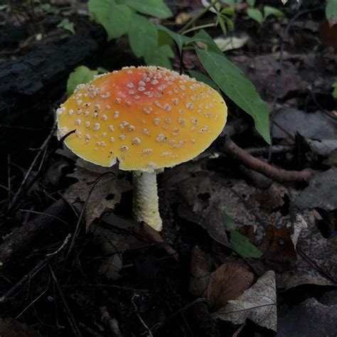 A Muscaria Var Guessowii Found In Lp Michigan Rmushrooms