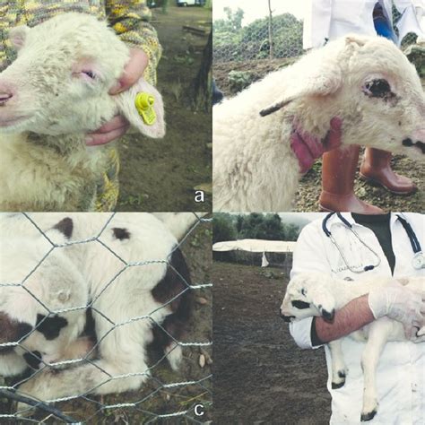 hairy shaker syndrome in a sakiz sheep hairy fleece abnormal black download scientific