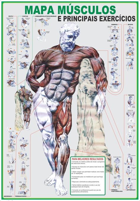 Mapa Músculos E Principais Exercícios Treinos De Musculação Ideias