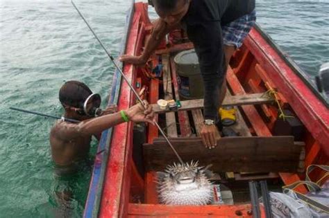 Dynamite Fishing Drugs Threaten Myanmars Sea Gypsies