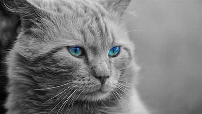 Cat Persian Eyes 4k Coon Maine Wallpapers