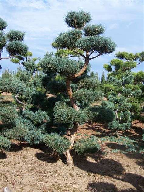 Maybe you would like to learn more about one of these? japanese black pine thunderhead - Google Search | Conifers ...