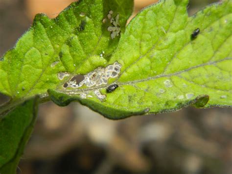 Incredible Tiny Black Bugs On Plant Leaves 2022 Octopussgardencafe