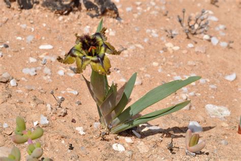 Flowers that bloom all year south africa. Flowers and other non-succulent plants from Richtersveld ...