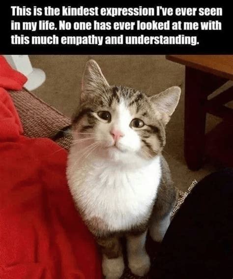Funny Caturday Meme Adorable Caturday Memes That Are Sure To Get