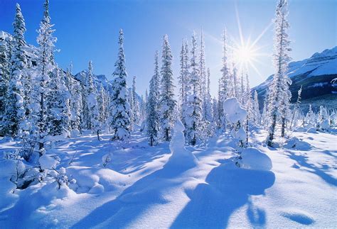 Landscape With Evergreen Trees Covered In Snow Under Sunny Sky Banff