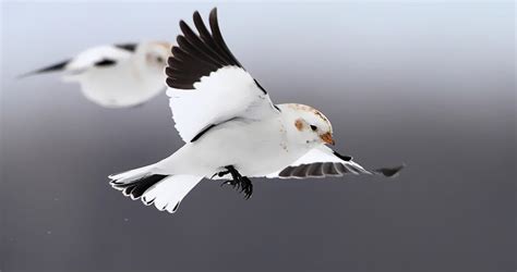 Snow Bunting Identification All About Birds Cornell Lab Of Ornithology