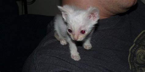 Kitten Found Near Death Makes Incredible Transformation And Steals Our