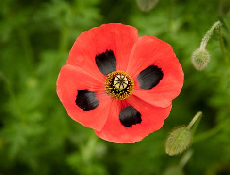 Ladybird Poppy Guide How To Grow And Care For “papaver Commutatum”