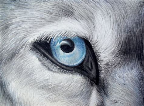 The Gaze Of A Wolf Reaches Down Into The Depths Of Your Soul Colored