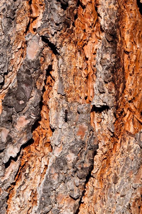 Pine Bark Free Photo Download Freeimages