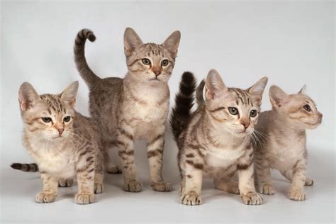 Cat Mixed Breeds List Rtkrockytopkid