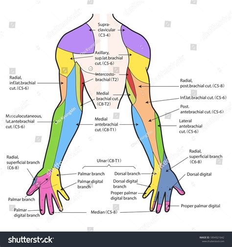 Medical Illustration Explain Dermatome Arm Ilustra Es Stock 1894921642