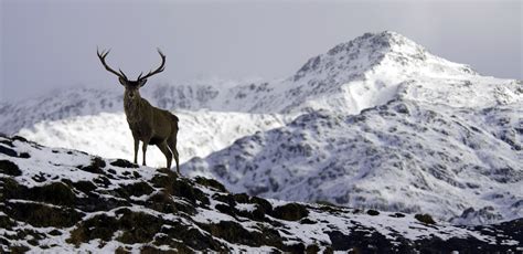 Nature Mountain Snow Deer Wallpapers Hd Desktop And