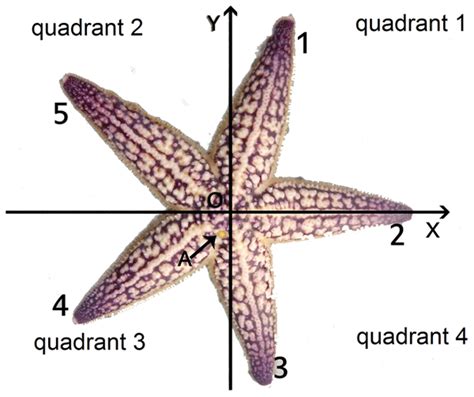 The Strong Arm Of A Starfish Mapping Ignorance