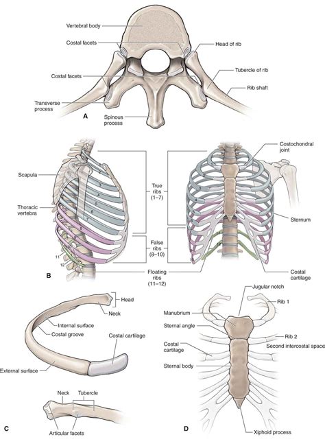 Spine Vertebrae Ribs