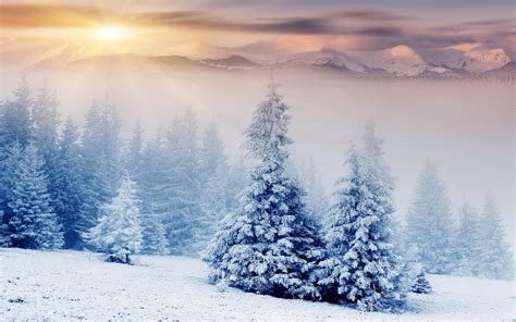 Nature Landscape Winter Snow Mountain Forest