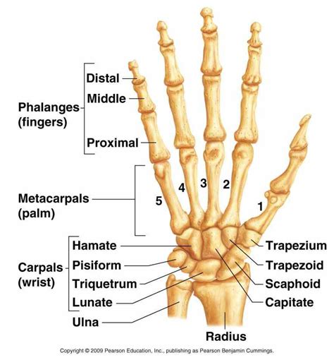 Anatomy Of The Wrist Bones MedicineBTG Com