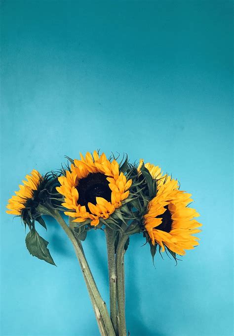 Hd Wallpaper Four Sunflowers In Bloom On Teal Surface Beautiful