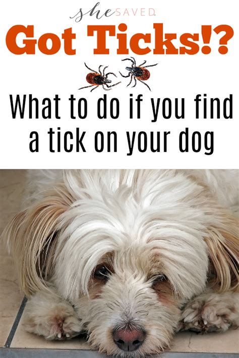 Ick What To Do When You Find A Tick On Your Dog Shesaved®