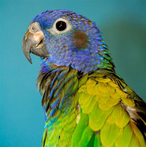 The 10 Best Types Of Pet Birds For Beginners Pictolic