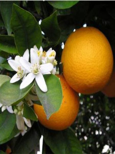 Oranger Citrus Sinensis Le Jardin Du Pic Vert